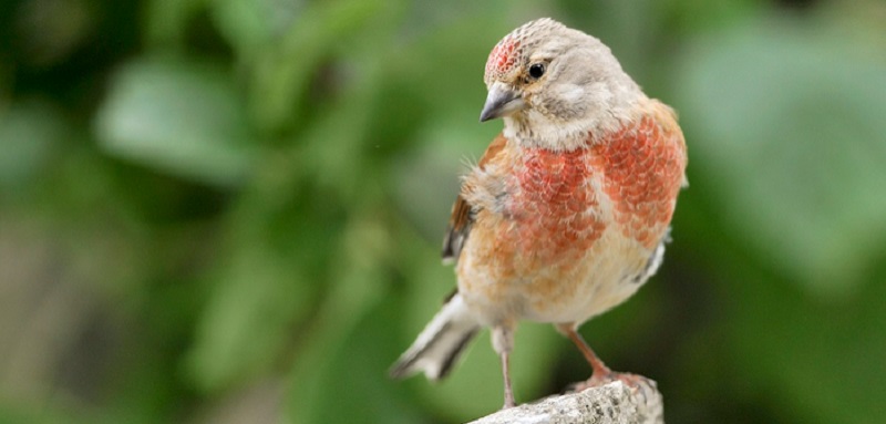 L’oiseau Linnet | Situation géographique | L’alimentation de la linotte