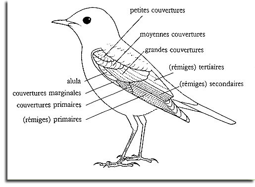 Comment identifier un oiseau