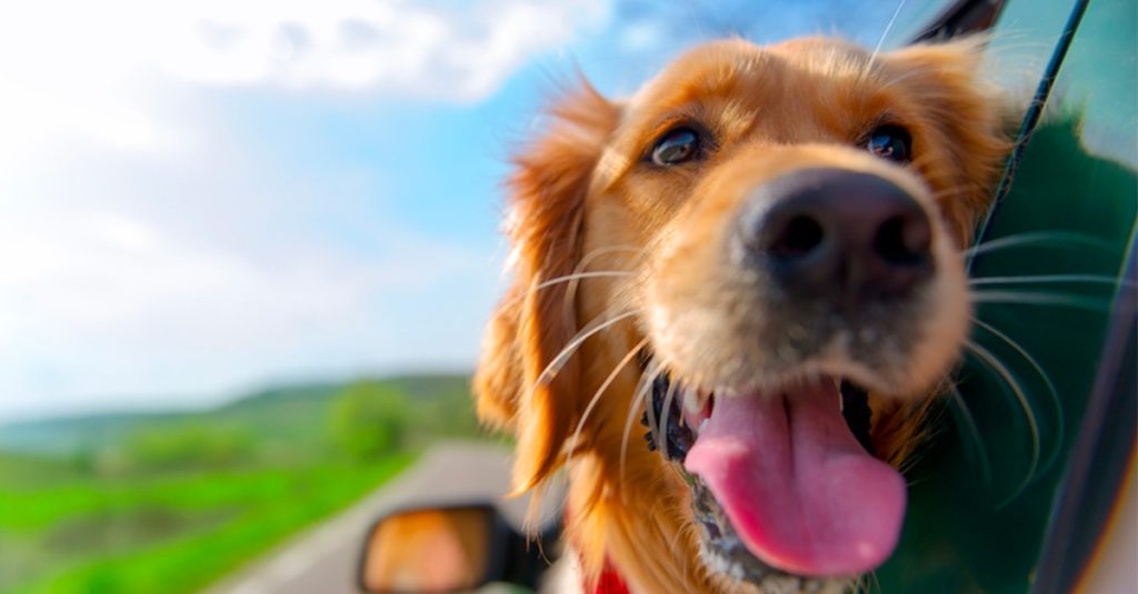 6 Conseils Pour Prendre Votre Chien En Voyage