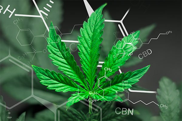 Fleur de cannabis : quelles sont les différences entre THC et CBD ?