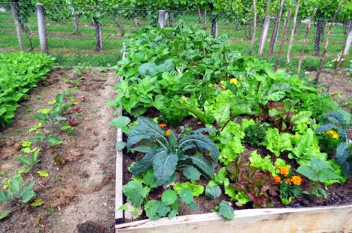 Comment réaliser et entretenir naturellement un potager ?