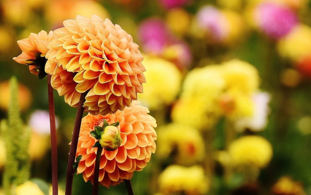 Le dahlia ou la conquête du monde