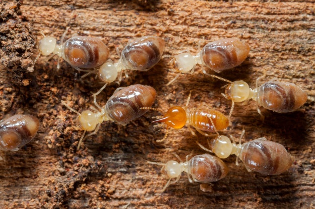 Quels impacts ont les termites sur votre maison ?