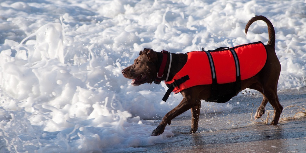 Tout savoir sur les gilets de sauvetage pour chiens