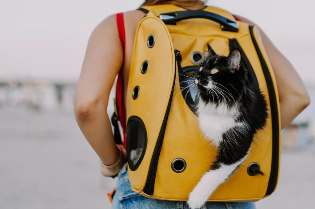 Pourquoi devriez-vous envisager d’investir dans un sac à dos pour chat ?