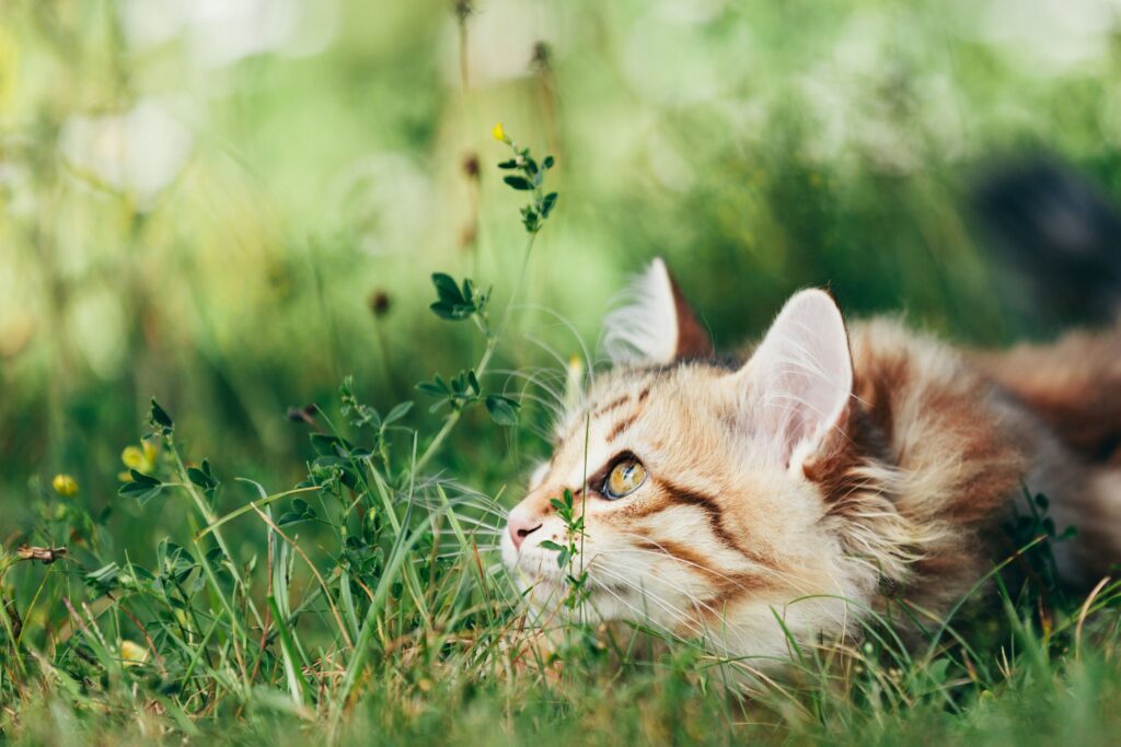 Pourquoi les chats aiment-ils la nature ?