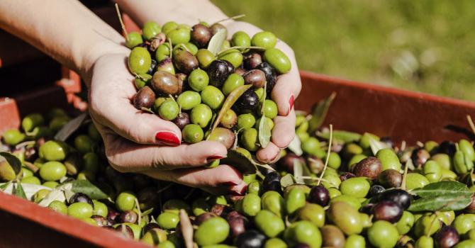 Les olives sont-elles bonnes pour vous ?