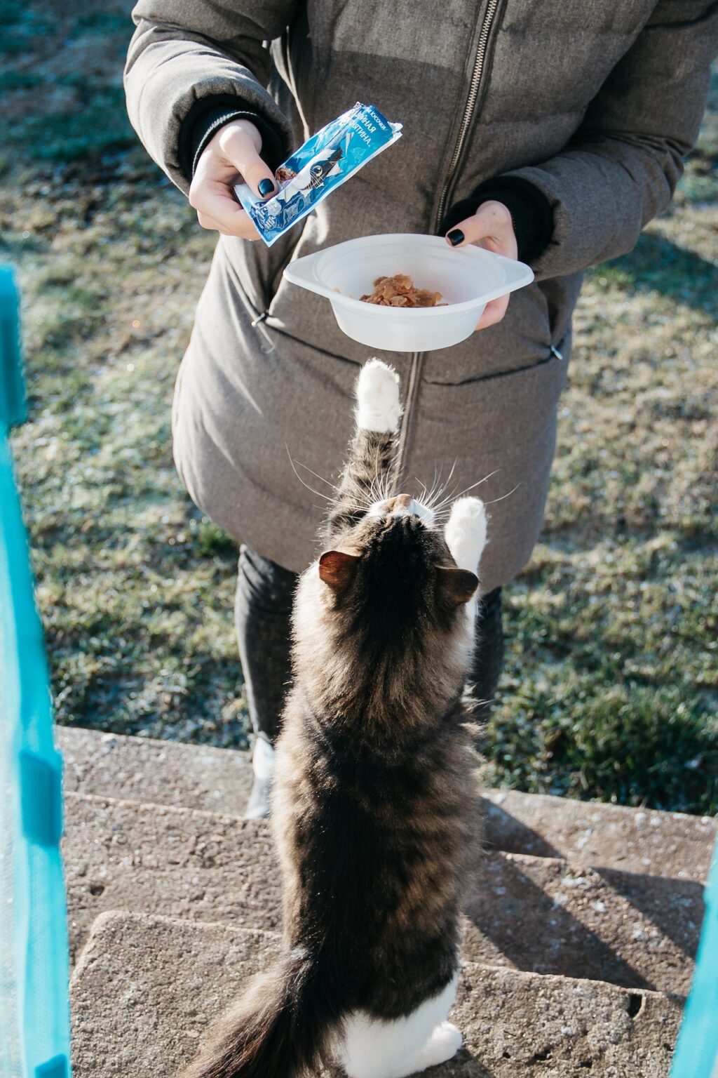 Comment choisir la litière de son chat ?