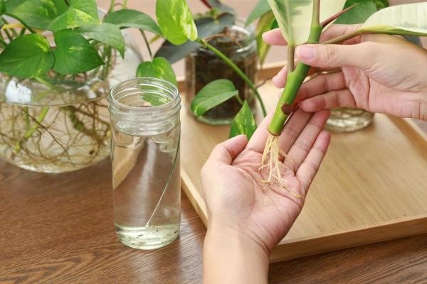 Bouturage dans l’eau vs. bouturage dans le terreau : quelles différences ?