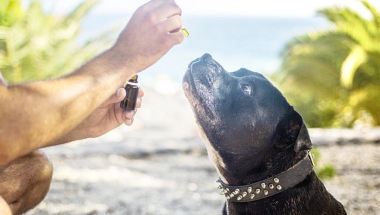 L’huile CBD pour animaux : un remède naturel pour le bien-être de nos compagnons à quatre pattes