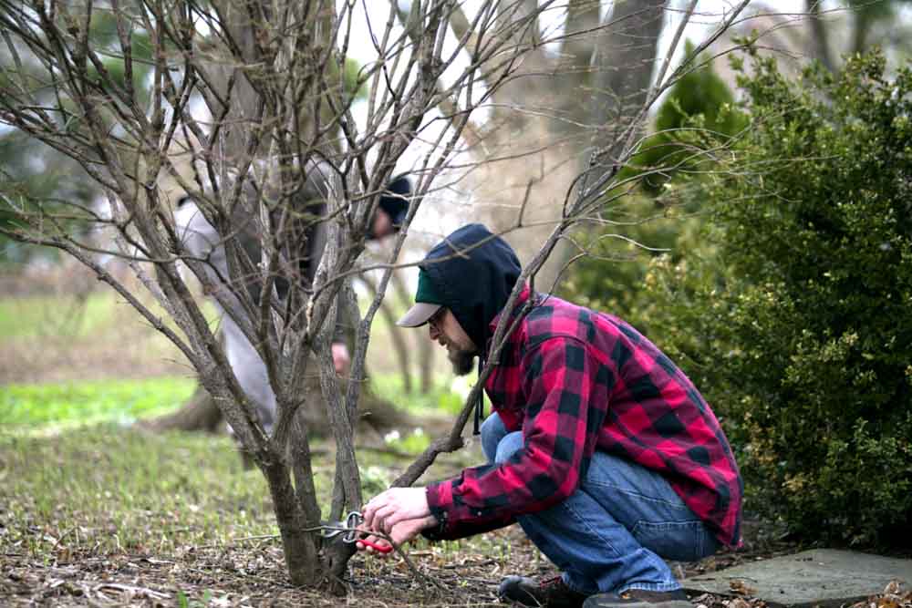 Taille douce des arbres : explications et techniques