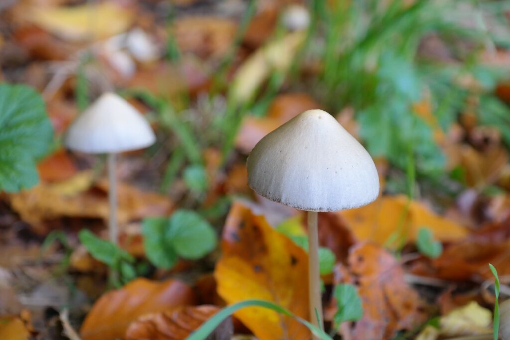 Illégale en France, légale aux Pays-Bas, pourquoi la psilocybine divises ?