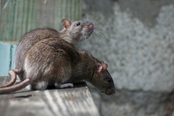Les initiatives citoyennes et associatives pour lutter contre les rats et les souris