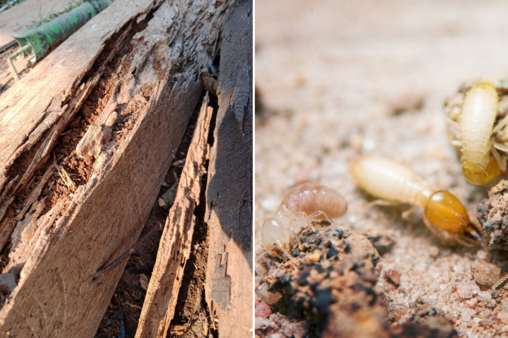 Comment détecter et éloigner les termites de votre maison ?