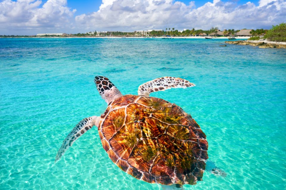 Pourquoi Akumal est le meilleur spot pour voir des tortues au Mexique