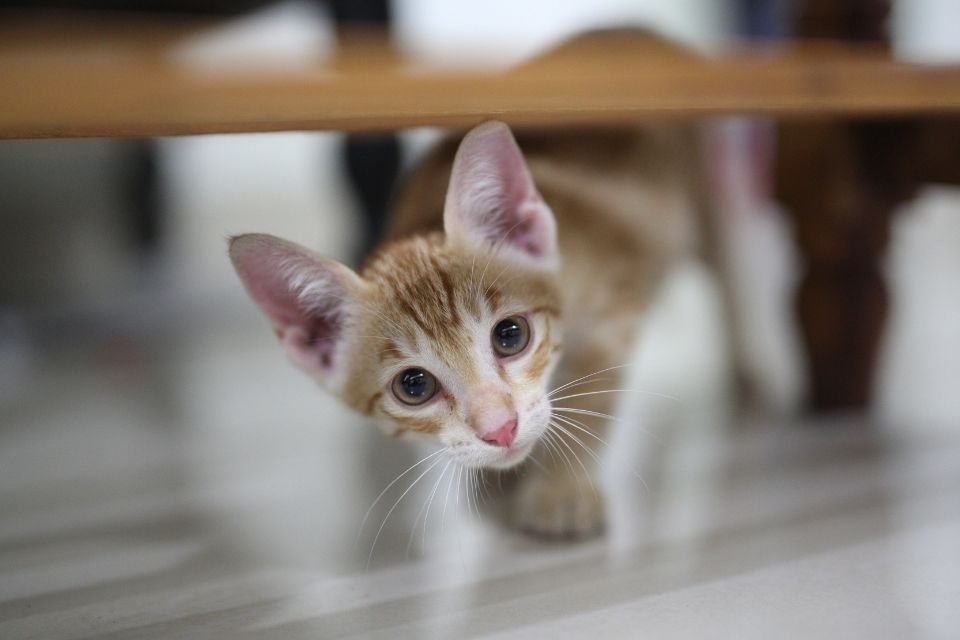 Faut-il obligatoirement adapter la nourriture pour un chat d’intérieur ?